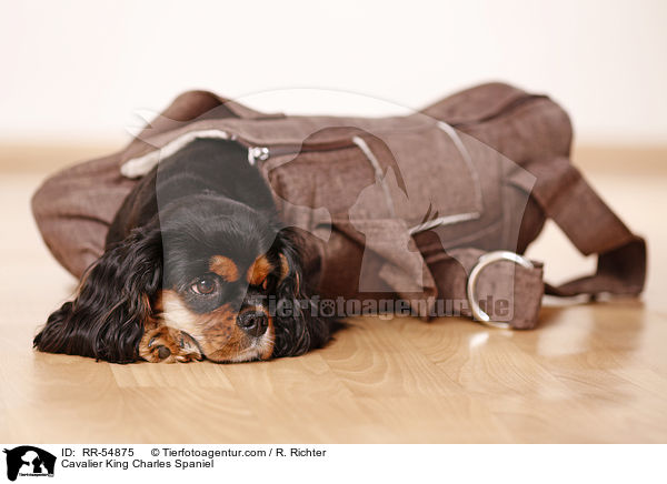 Cavalier King Charles Spaniel / Cavalier King Charles Spaniel / RR-54875