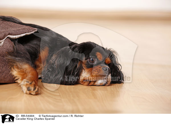 Cavalier King Charles Spaniel / Cavalier King Charles Spaniel / RR-54884
