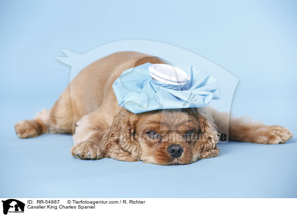 Cavalier King Charles Spaniel / RR-54887