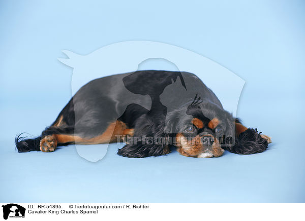 Cavalier King Charles Spaniel / Cavalier King Charles Spaniel / RR-54895