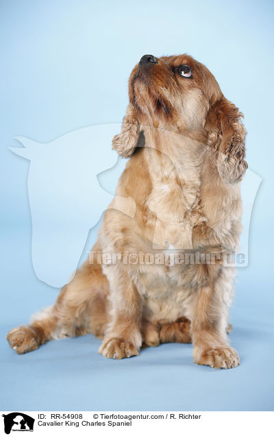 Cavalier King Charles Spaniel / Cavalier King Charles Spaniel / RR-54908