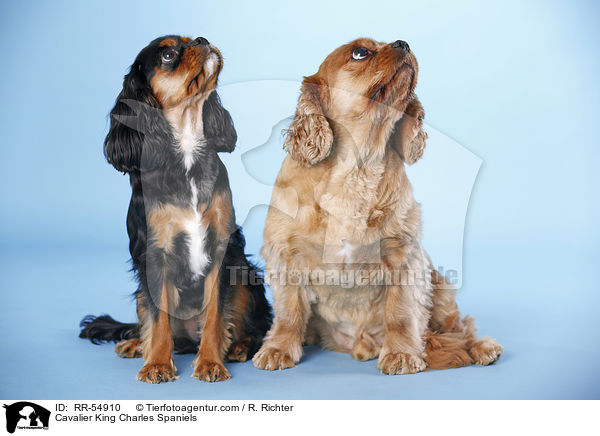Cavalier King Charles Spaniels / Cavalier King Charles Spaniels / RR-54910