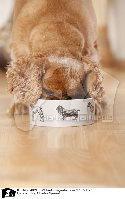 Cavalier King Charles Spaniel / Cavalier King Charles Spaniel / RR-54928