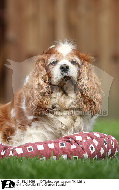 sitzender Cavalier King Charles Spaniel / sitting Cavalier King Charles Spaniel / KL-11668