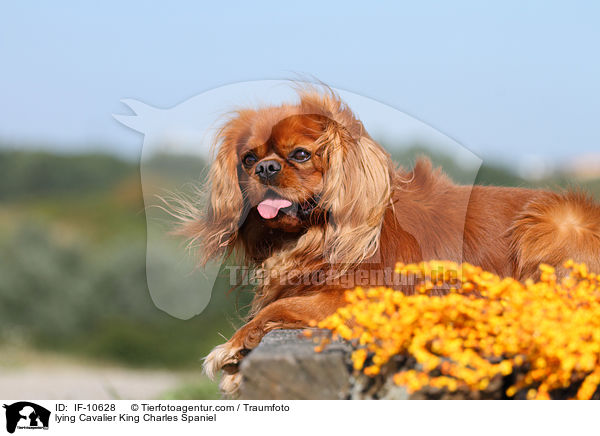 liegender Cavalier King Charles Spaniel / lying Cavalier King Charles Spaniel / IF-10628