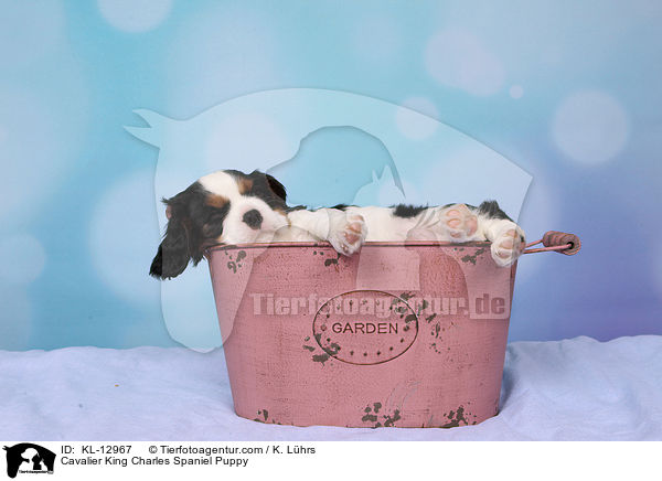 Cavalier King Charles Spaniel Welpe / Cavalier King Charles Spaniel Puppy / KL-12967