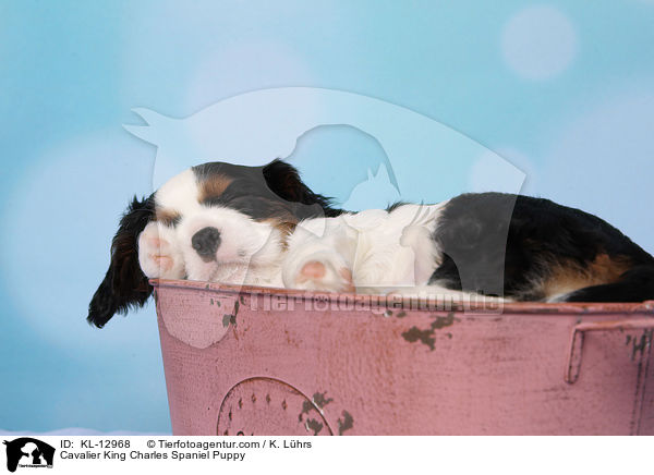 Cavalier King Charles Spaniel Welpe / Cavalier King Charles Spaniel Puppy / KL-12968