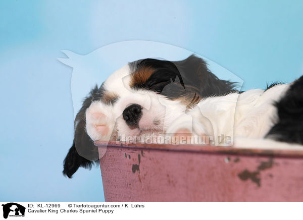 Cavalier King Charles Spaniel Welpe / Cavalier King Charles Spaniel Puppy / KL-12969