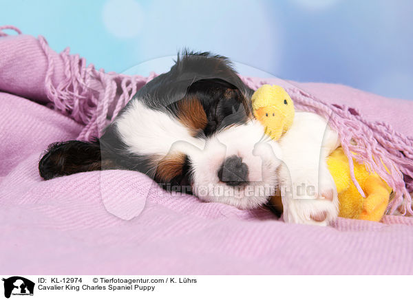 Cavalier King Charles Spaniel Puppy / KL-12974