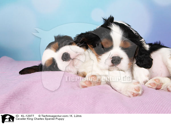 Cavalier King Charles Spaniel Welpe / Cavalier King Charles Spaniel Puppy / KL-12977