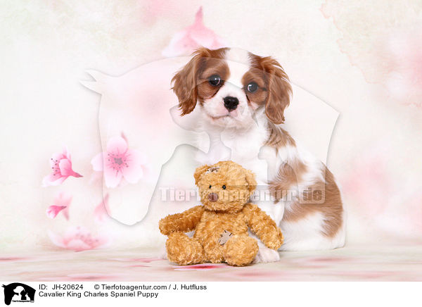 Cavalier King Charles Spaniel Welpe / Cavalier King Charles Spaniel Puppy / JH-20624