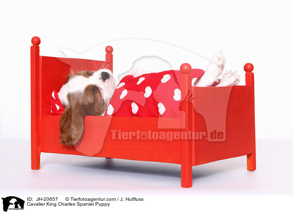 Cavalier King Charles Spaniel Welpe / Cavalier King Charles Spaniel Puppy / JH-20657