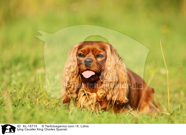 liegender Cavalier King Charles Spaniel / lying Cavalier King Charles Spaniel / KL-15715