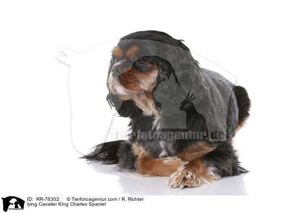 liegender Cavalier King Charles Spaniel / lying Cavalier King Charles Spaniel / RR-76302