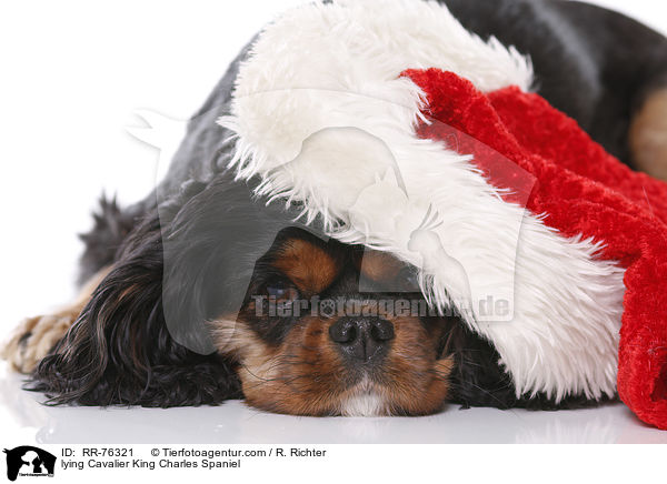 liegender Cavalier King Charles Spaniel / lying Cavalier King Charles Spaniel / RR-76321
