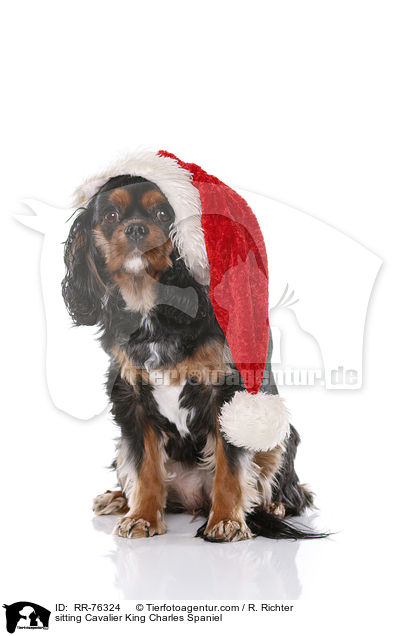 sitzender Cavalier King Charles Spaniel / sitting Cavalier King Charles Spaniel / RR-76324