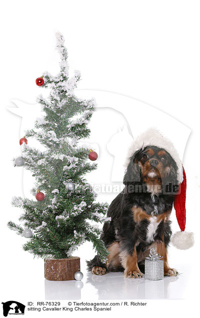 sitzender Cavalier King Charles Spaniel / sitting Cavalier King Charles Spaniel / RR-76329