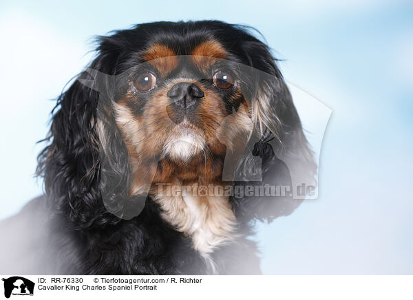 Cavalier King Charles Spaniel Portrait / Cavalier King Charles Spaniel Portrait / RR-76330