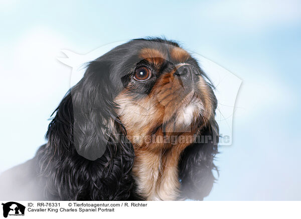 Cavalier King Charles Spaniel Portrait / Cavalier King Charles Spaniel Portrait / RR-76331