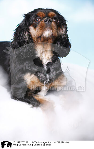 liegender Cavalier King Charles Spaniel / lying Cavalier King Charles Spaniel / RR-76332