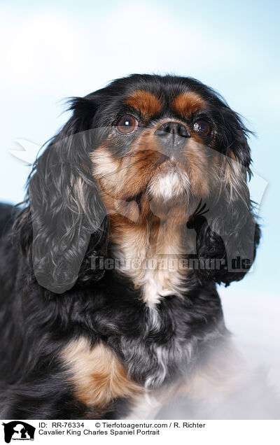 Cavalier King Charles Spaniel Portrait / Cavalier King Charles Spaniel Portrait / RR-76334
