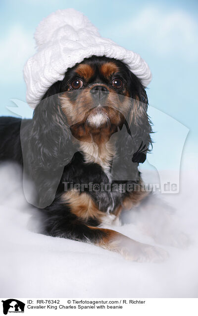 Cavalier King Charles Spaniel mit Mtze / Cavalier King Charles Spaniel with beanie / RR-76342