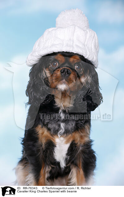 Cavalier King Charles Spaniel mit M�tze / Cavalier King Charles Spaniel with beanie / RR-76343
