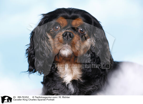 Cavalier King Charles Spaniel Portrait / Cavalier King Charles Spaniel Portrait / RR-76352