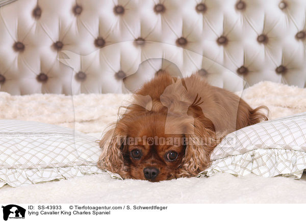 liegender Cavalier King Charles Spaniel / lying Cavalier King Charles Spaniel / SS-43933