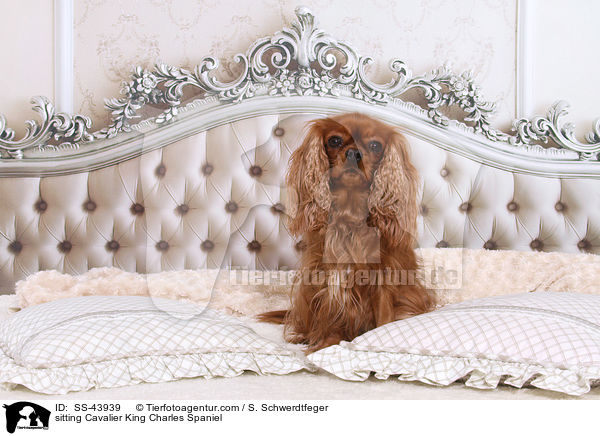 sitzender Cavalier King Charles Spaniel / sitting Cavalier King Charles Spaniel / SS-43939