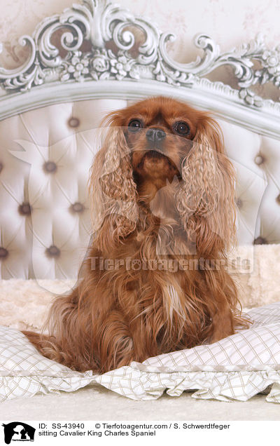 sitzender Cavalier King Charles Spaniel / sitting Cavalier King Charles Spaniel / SS-43940