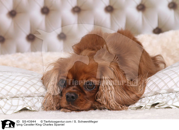 liegender Cavalier King Charles Spaniel / lying Cavalier King Charles Spaniel / SS-43944