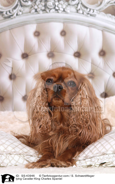 liegender Cavalier King Charles Spaniel / lying Cavalier King Charles Spaniel / SS-43946