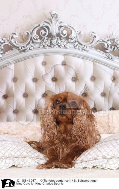 liegender Cavalier King Charles Spaniel / lying Cavalier King Charles Spaniel / SS-43947