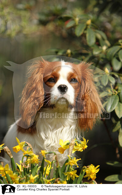 Cavalier King Charles Spaniel Portrait / Cavalier King Charles Spaniel Portrait / KL-16003