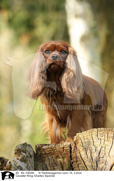 Cavalier King Charles Spaniel / Cavalier King Charles Spaniel / KL-16006