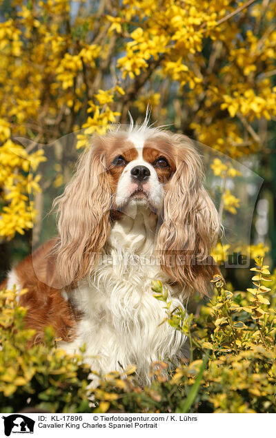 Cavalier King Charles Spaniel Portrait / Cavalier King Charles Spaniel Portrait / KL-17896