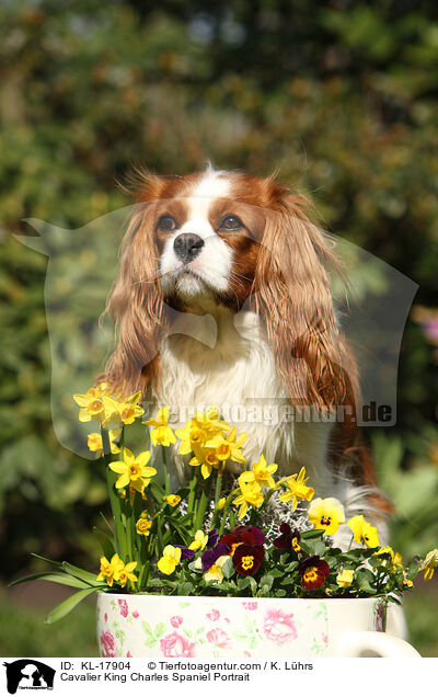 Cavalier King Charles Spaniel Portrait / Cavalier King Charles Spaniel Portrait / KL-17904