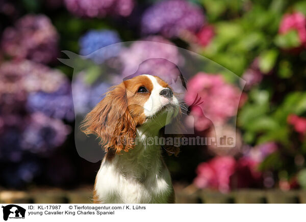 junger Cavalier King Charles Spaniel / young Cavalier King Charles Spaniel / KL-17987