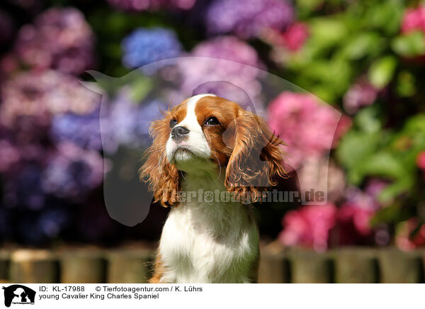 junger Cavalier King Charles Spaniel / young Cavalier King Charles Spaniel / KL-17988