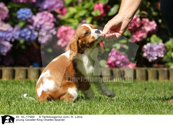 junger Cavalier King Charles Spaniel / young Cavalier King Charles Spaniel / KL-17989