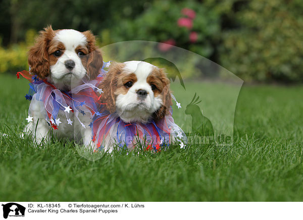 Cavalier King Charles Spaniel Welpen / Cavalier King Charles Spaniel Puppies / KL-18345