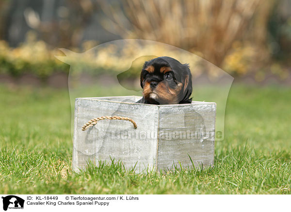 Cavalier King Charles Spaniel Puppy / KL-18449