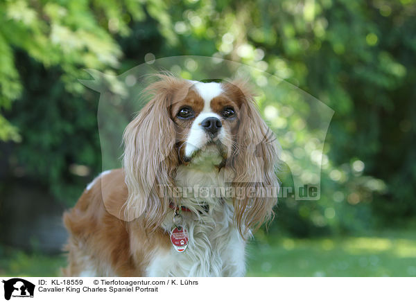 Cavalier King Charles Spaniel Portrait / Cavalier King Charles Spaniel Portrait / KL-18559