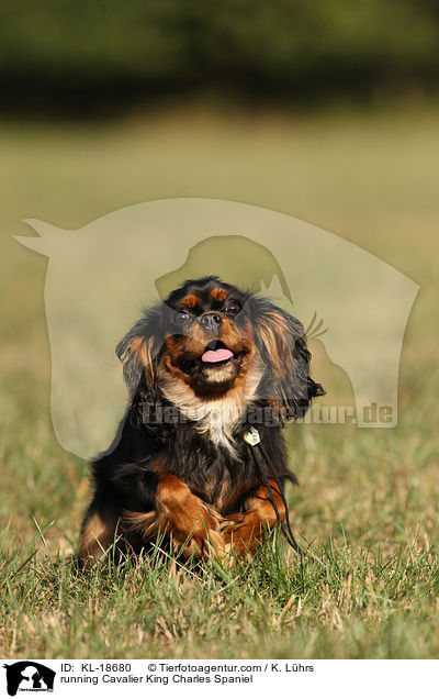 rennender Cavalier King Charles Spaniel / running Cavalier King Charles Spaniel / KL-18680