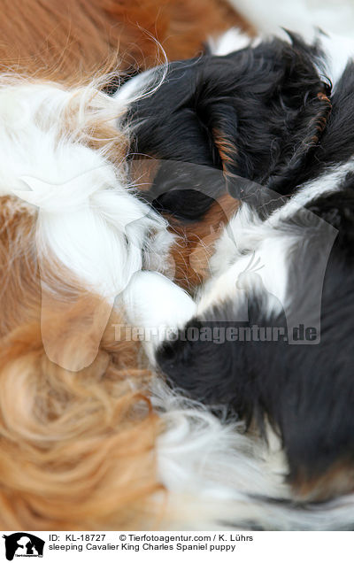 schlafender Cavalier King Charles Spaniel Welpe / sleeping Cavalier King Charles Spaniel puppy / KL-18727