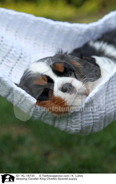 sleeping Cavalier King Charles Spaniel puppy / KL-18730