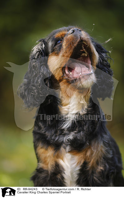 Cavalier King Charles Spaniel Portrait / Cavalier King Charles Spaniel Portrait / RR-94243