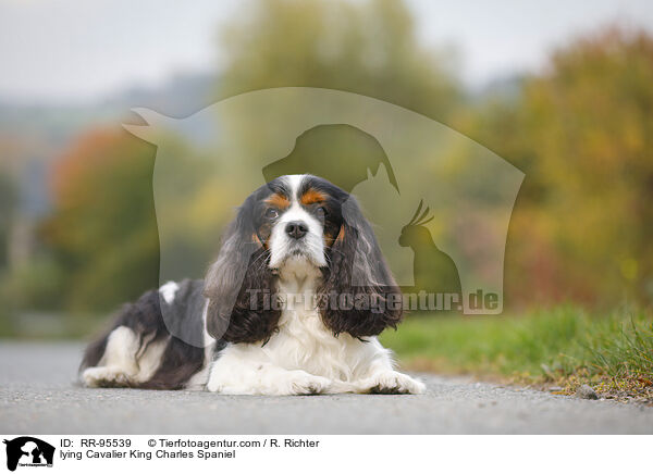 lying Cavalier King Charles Spaniel / RR-95539