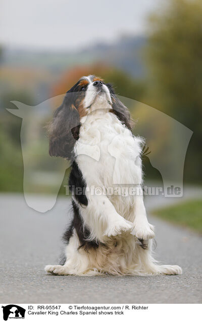 Cavalier King Charles Spaniel shows trick / RR-95547